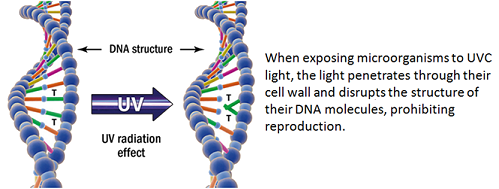 uvc-light-dna-rna-damage